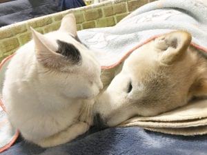 Кот ухаживает за собакой, которая больна старческим слабоумием Кот ухаживает за собакой, которая больна старческим слабоумием