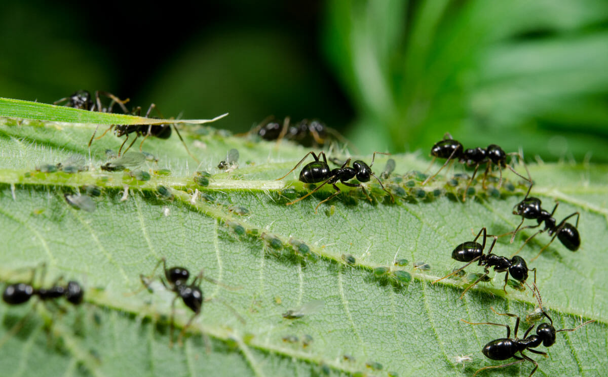 Уничтожите муравьев – останетесь без кабачков