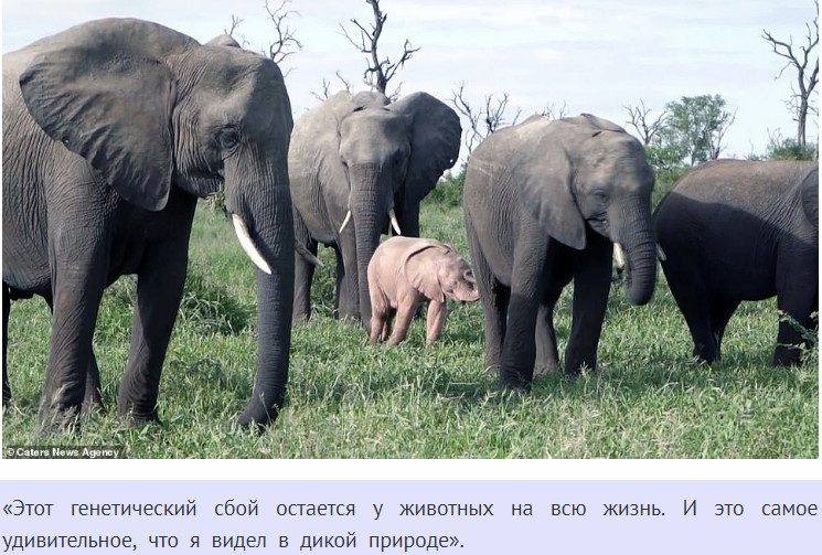 В Африке родился розовый слоненок. Это очень редкое явление