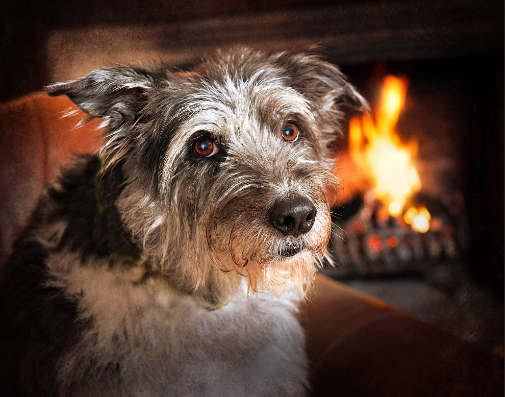 Конкурс собачьей фотографии Kennel Club Dog Photographer 2016