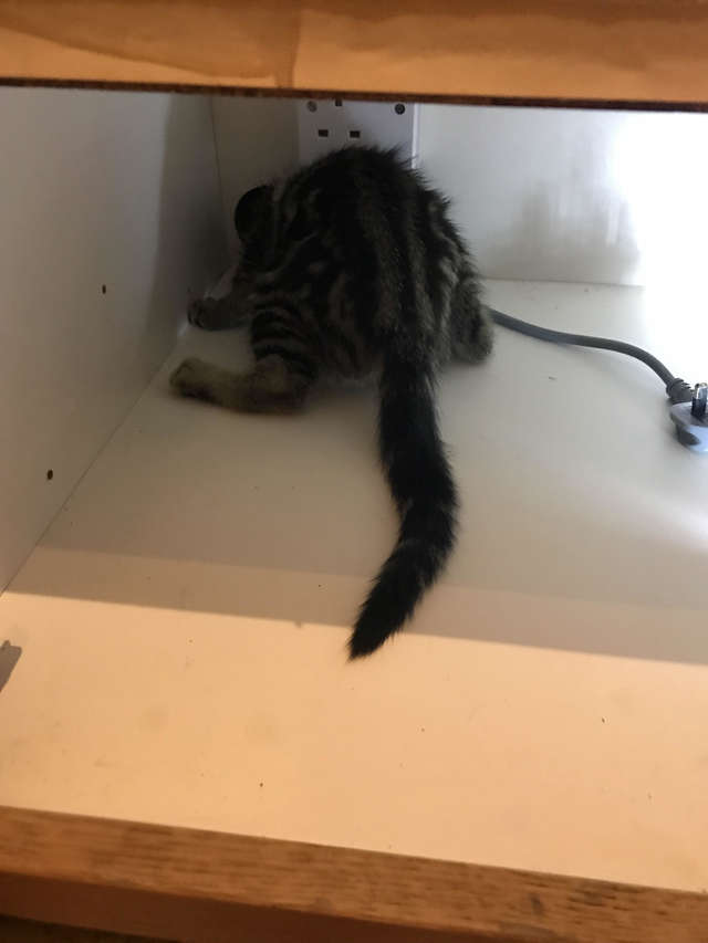 спасение котенка котенок застрял в шкафу