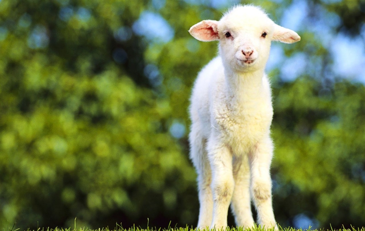 Идет коза рогатая: 5 советов о том, как встретить Новый год по восточному гороскопу