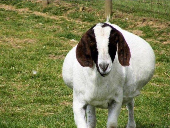 Беременность — она такая: самые очаровательные животные Беременность — она такая: самые очаровательные животные