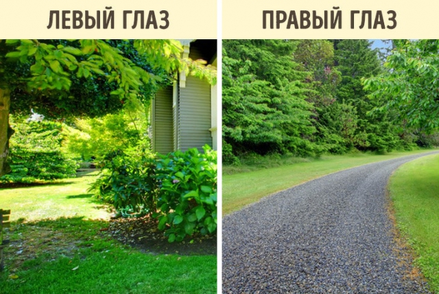 О том как видят мир животные О том как видят мир животные