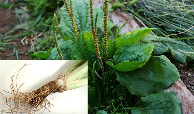 tratament-ficat-ciroza-hepatica