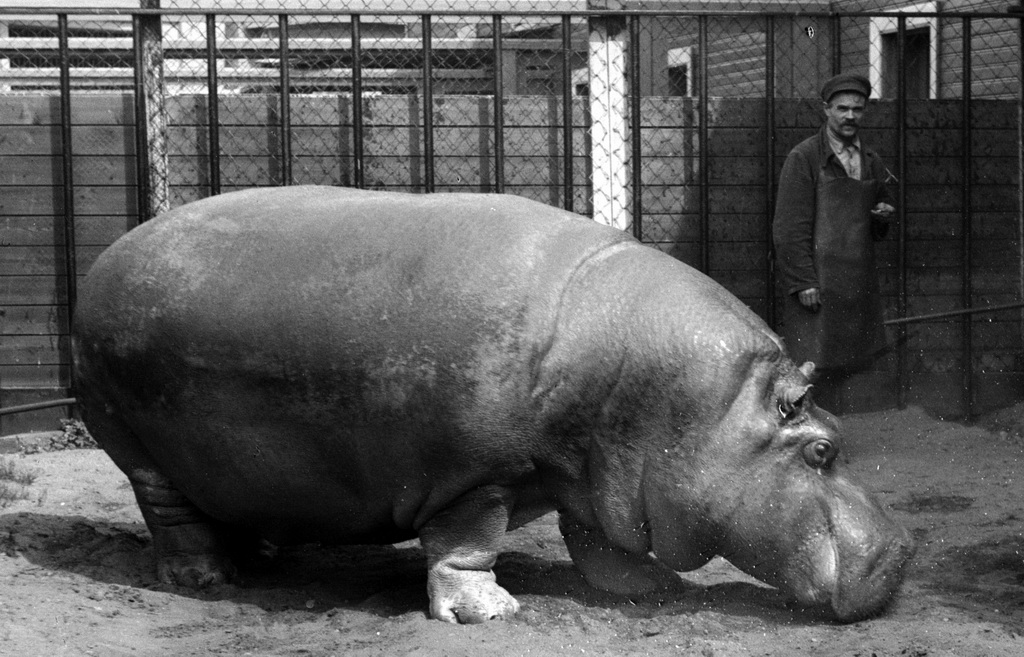 Как ленинградский зоопарк пережил блокаду spbzoo04 Как ленинградский зоопарк пережил блокаду