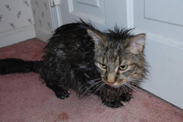 17 уморительных снимков, которые доказывают, что «животные» и «вода» - понятия несовместимые!