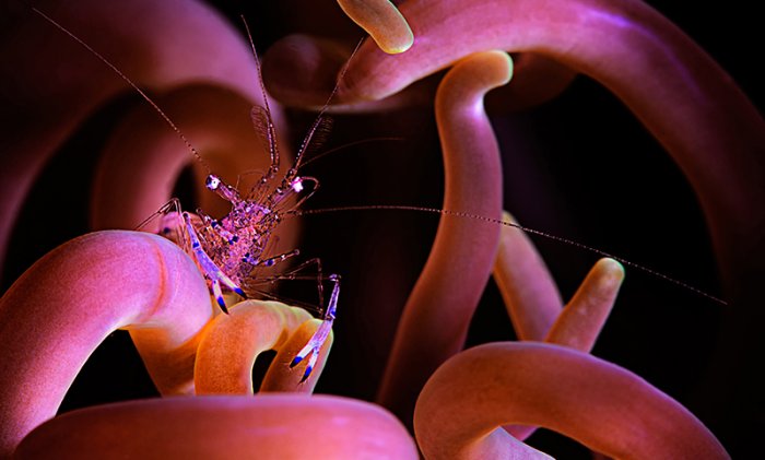 ������ ������ �������� ��������� ���������� �RSMAS Underwater Photography 2013�