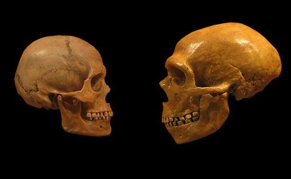 Черепные коробки современного человека (слева) и неандертальца (справа). Мозг больше, но были ли они умнее?