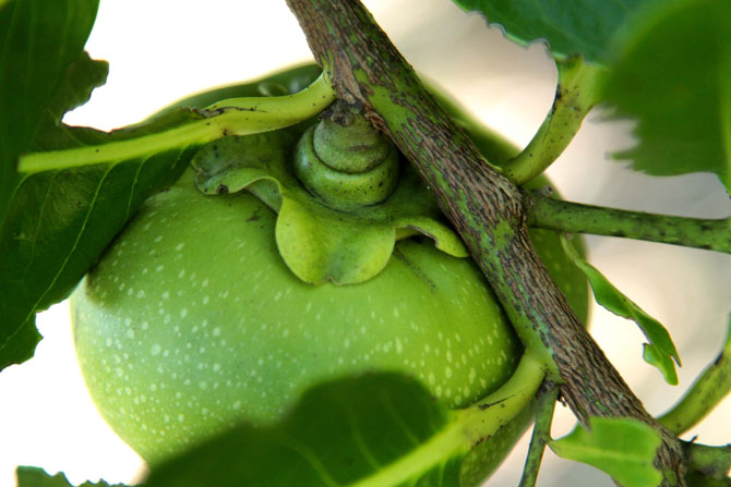 Экзотические фрукты