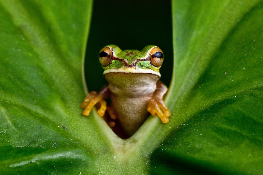 InSearchOfLostFrogs02    :       