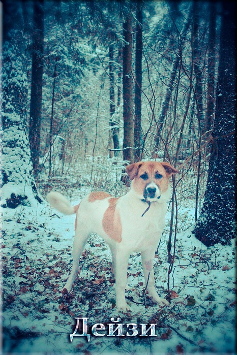 3045391_piar__01 (466x700, 200Kb)