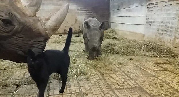 Умилительная дружба кота с детенышем носорога Умилительная дружба кота с детенышем носорога