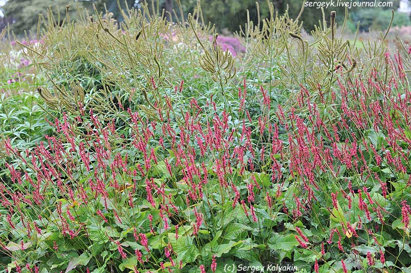 Trantham Gardens 121.JPG Trantham Gardens 121.JPG