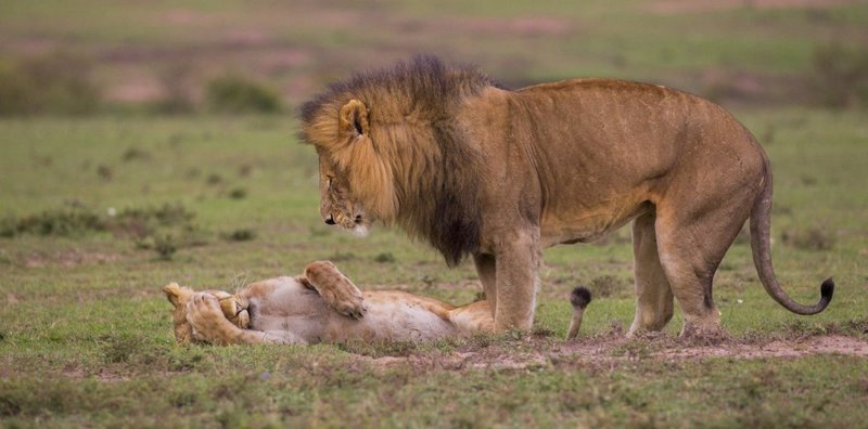 Самое смешное с конкурса Comedy Wildlife Photography Awards 2018