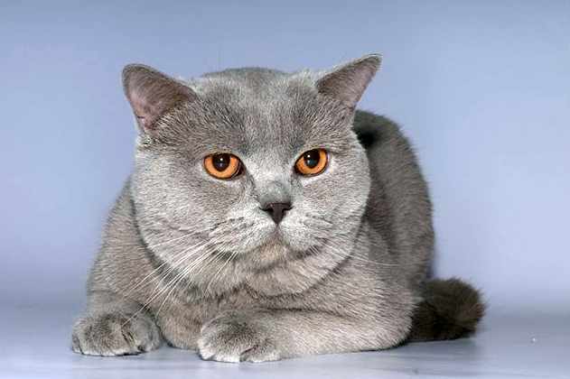 http://1.bp.blogspot.com/-axFkJJHMdQI/T2nfMuSPBeI/AAAAAAAAAFc/CzU3vx_PQ_A/s1600/%D0%B1%D1%80%D0%B8%D1%82.jpg