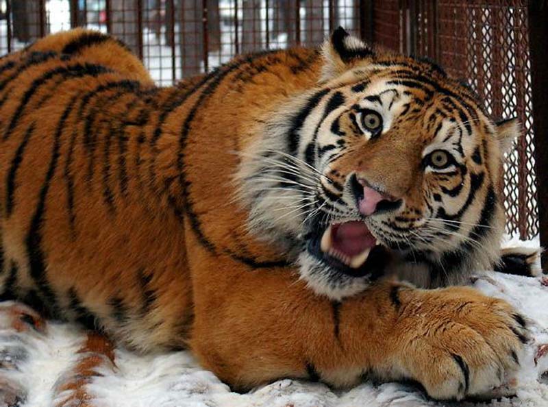 animals 20 � ��� ����������� ������