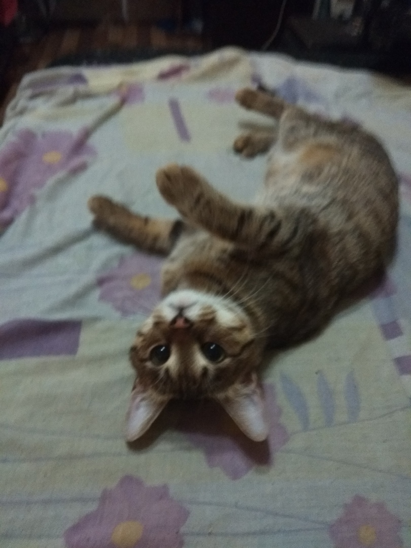 кошка