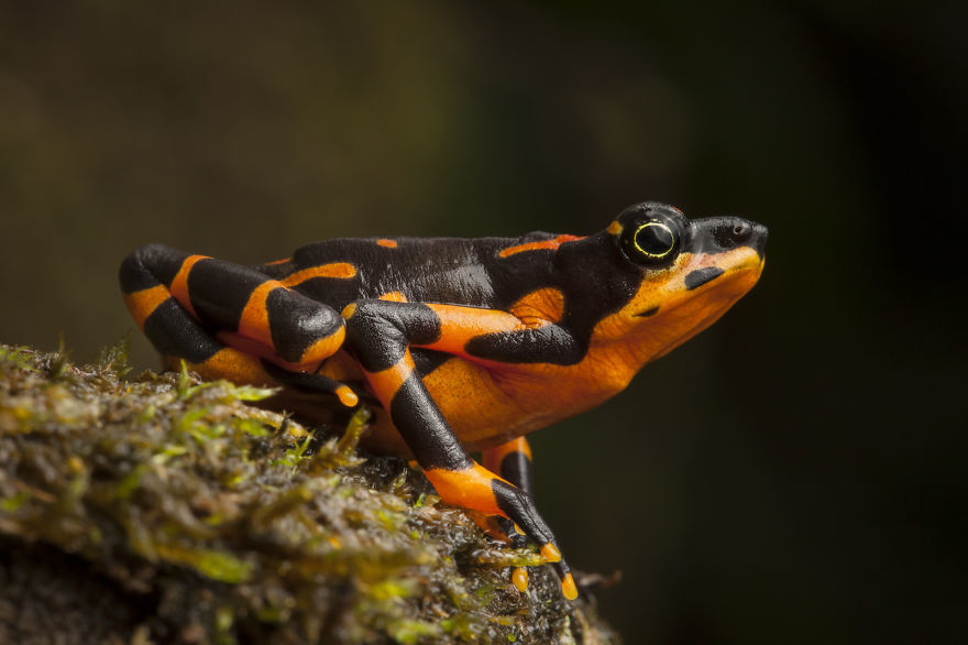 InSearchOfLostFrogs14    :       