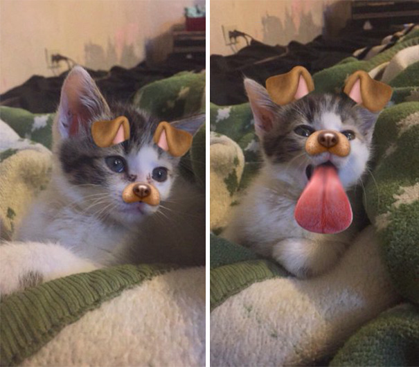 8 милых масок Snapchat для домашних животных