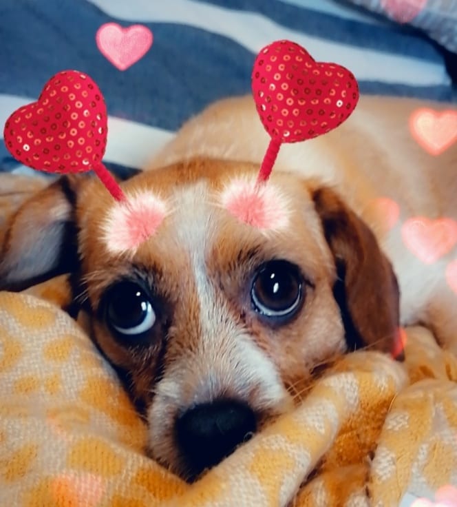 8 милых масок Snapchat для домашних животных
