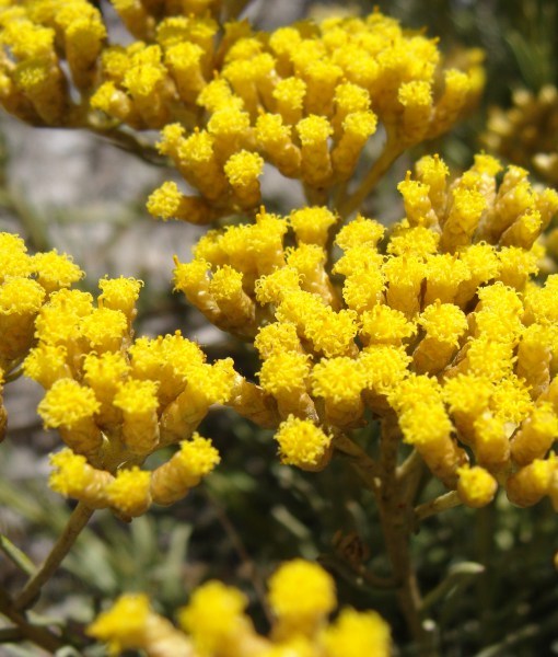 This-Essential-Oil-Relieves-Pain-FASTER-Than-Both-Pain-Meds-and-ALL-Other-Natural-Remedies1