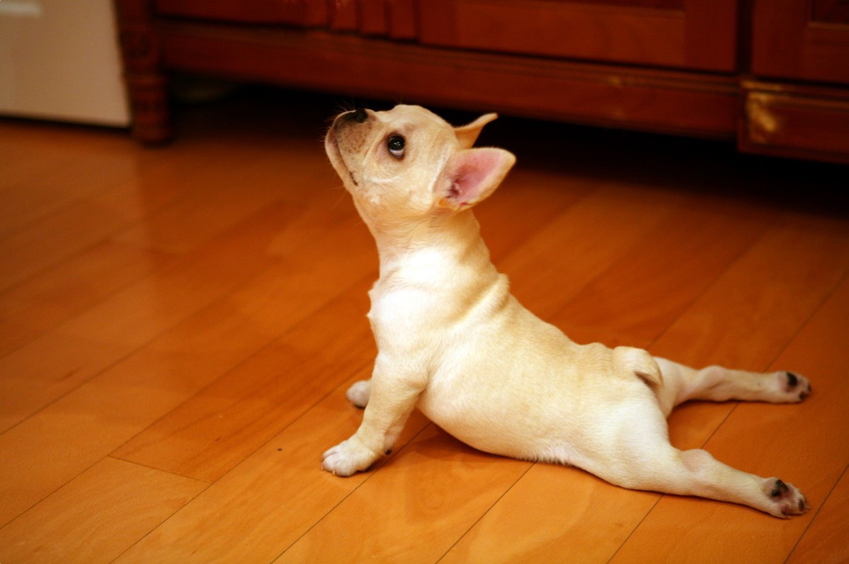 yoga01 20 животных, которые занимаются йогой лучше, чем вы