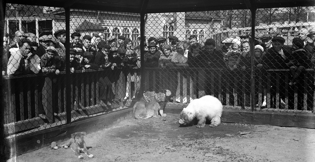Как ленинградский зоопарк пережил блокаду spbzoo13 Как ленинградский зоопарк пережил блокаду