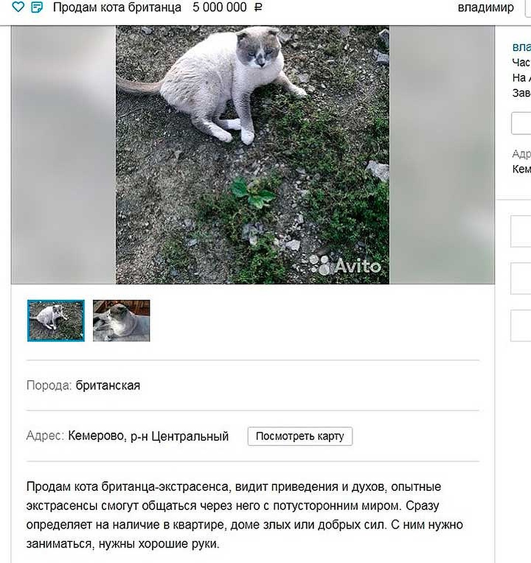 Коты, которые нас удивили
