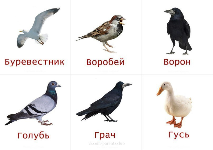 4 (700x495, 148Kb)