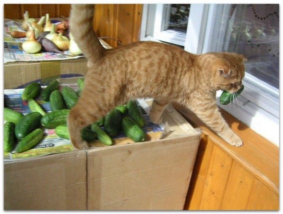 Коты, которых застали врасплох. И вовсе они не воруют, они охотятся! Коты, которых застали врасплох. И вовсе они не воруют, они охотятся!