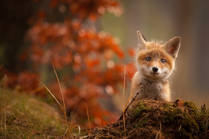 Фотограф: Роберт Адамек (Robert Adamec).