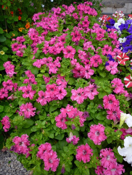 �����������