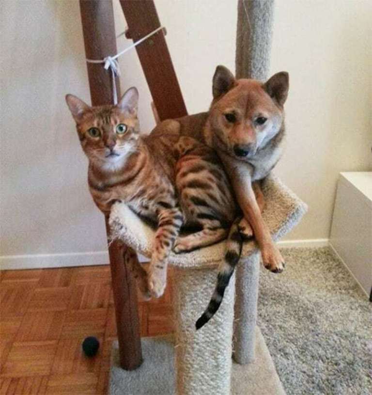 Они считают себя кошками