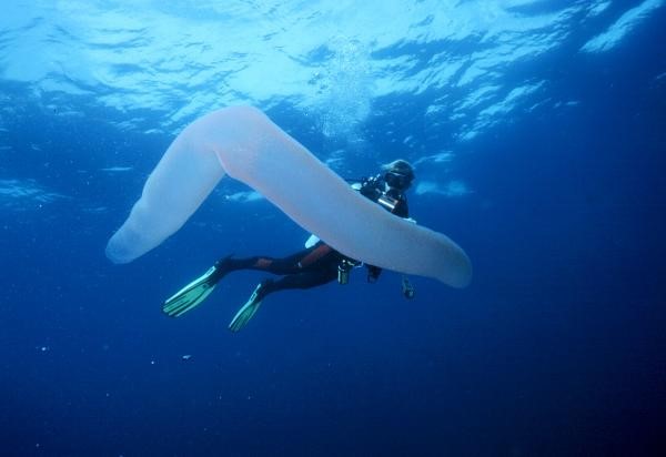 Огнетелки или гигантская подводная труба Огнетелки или гигантская подводная труба