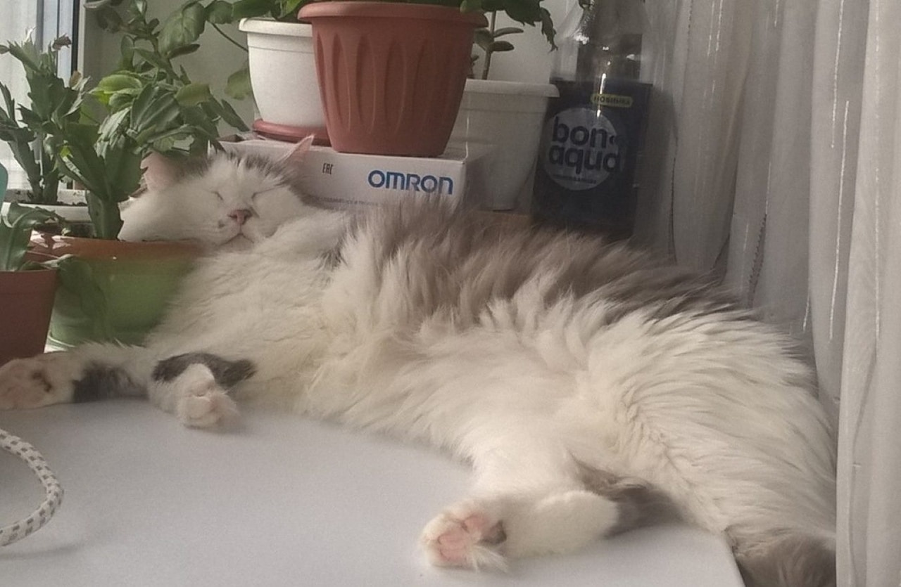 котенка приютили спящий кот