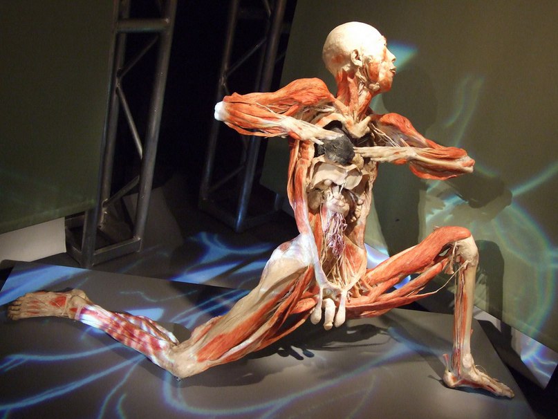 Скандальный Музей человеческого тела MeMu в Берлине