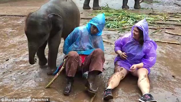 Hannah Frenchick sits on muddy ground in a bright purple poncho ready to pet the calf