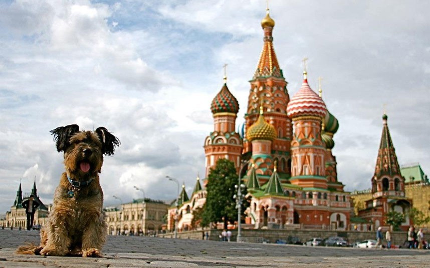 Оскар – пес-путешественник Оскар – пес-путешественник