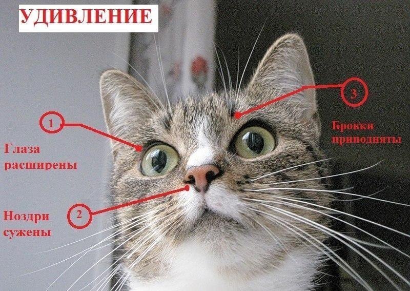 Как сделать так чтобы тебя полюбила кошка