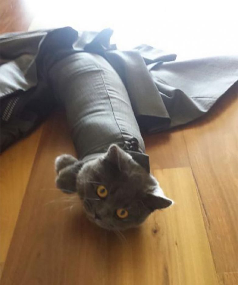 Номинанты на звание самого бестолкового кота года)) Номинанты на звание самого бестолкового кота года))