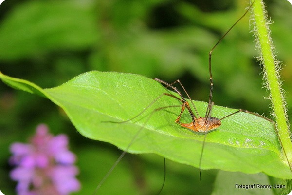 Сенокосцы (лат. Opiliones или Phalangida)