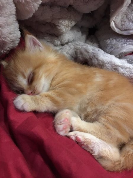 Котёнок потерял свой единственный дом. И сейчас он каждый день показывает, как счастлив снова быть в семье Котёнок потерял свой единственный дом. И сейчас он каждый день показывает, как счастлив снова быть в семье