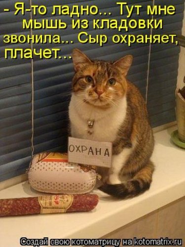 Веселая котоматрица