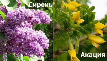 Как посеет семена герани Как посеет семена герани