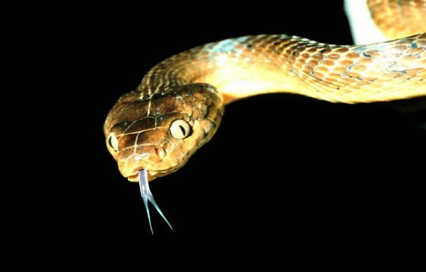 snake-610x390