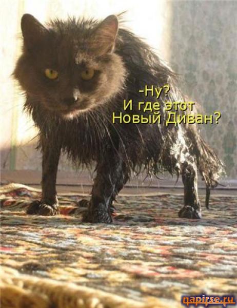 Котяры и другие, всякие разные, уматные...