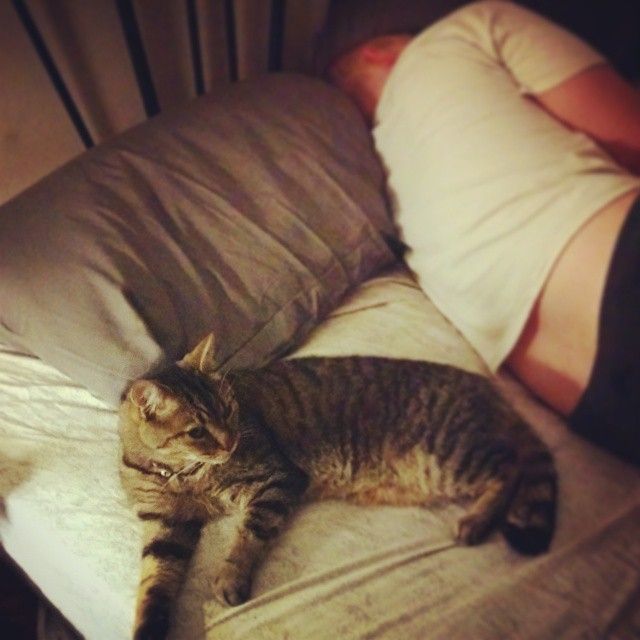 22 вещи, которые поймут только те, у кого есть кот поймут только те у кого есть кот