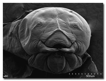 11 жутких чудовищ, которых без микроскопа не разглядеть