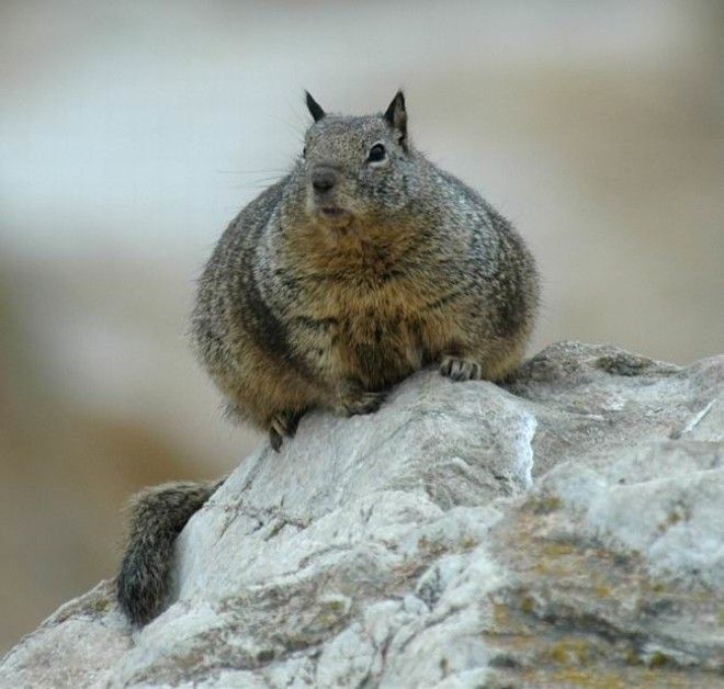 Беременность — она такая: самые очаровательные животные Беременность — она такая: самые очаровательные животные